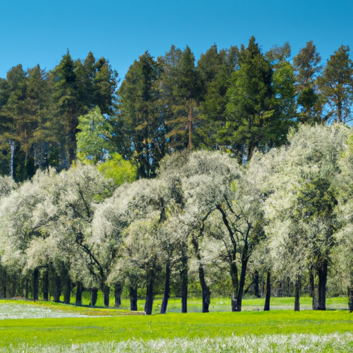 You are currently viewing Wiejskie pola: Oaza spokoju i naturalnego piękna